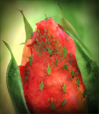 Birth of Aphids on a Rose*Merit*
