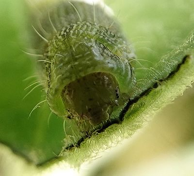 Caterpillar