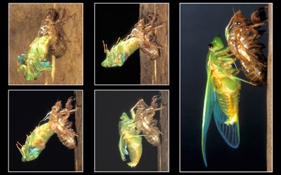 Cicada Emerging Timeline*Credit*