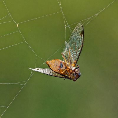 Cicada Trapped*Credit*