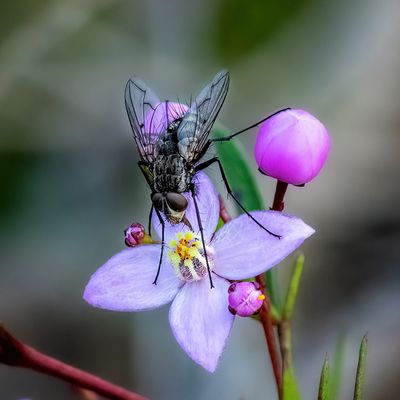 Fly on Wax Flower*Merit*
