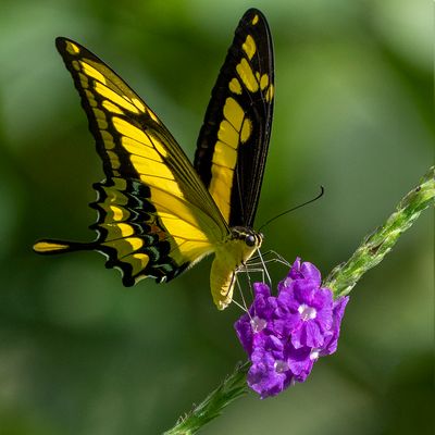 Giant Swallowtail*Merit*
