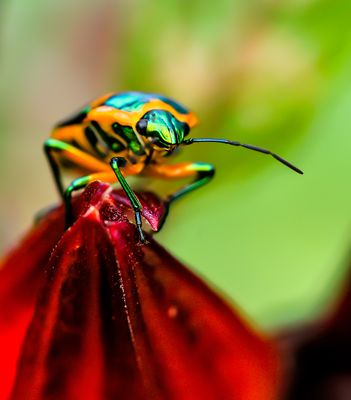 Green and Orange