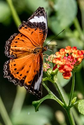 Lacewing Butterfly Feeding