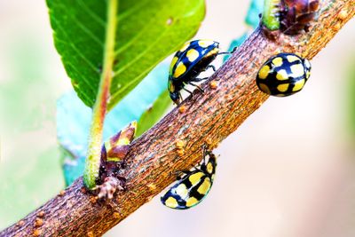 Lady Beetles*Credit*