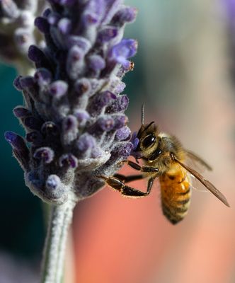 Lavender Bee