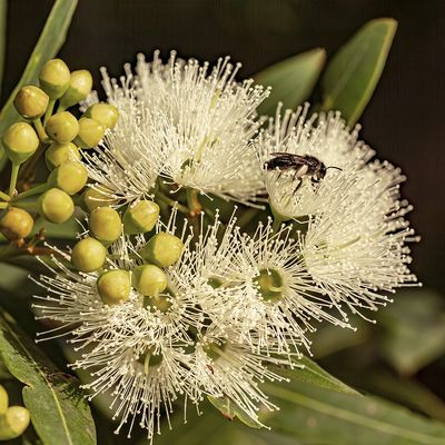Mallee Gum