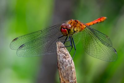 Orange Dragonfly*Credit*