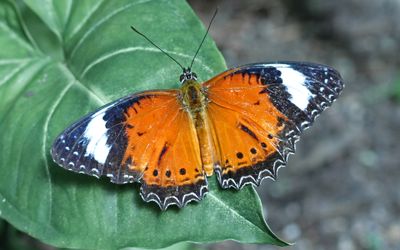 Orange Lacewing