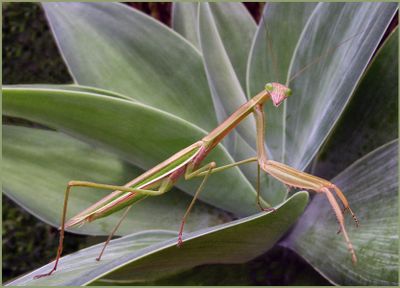 Praying Mantis*Merit*