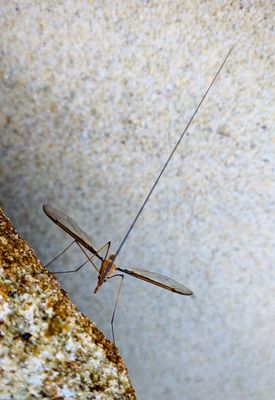 Proboscis But Why