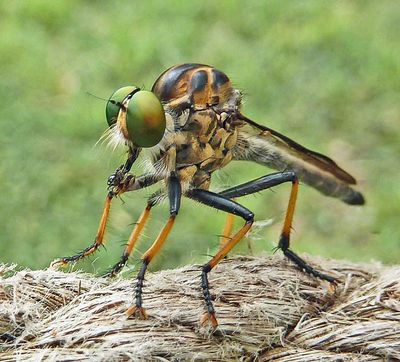 Robber Fly*Merit*