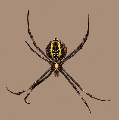 Spider v2*Credit*