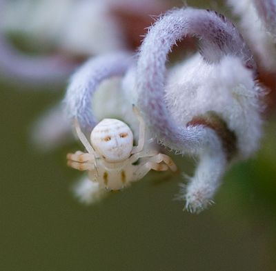 White Crab Spider