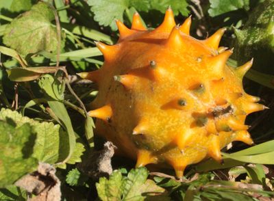 African Horned Cucumber