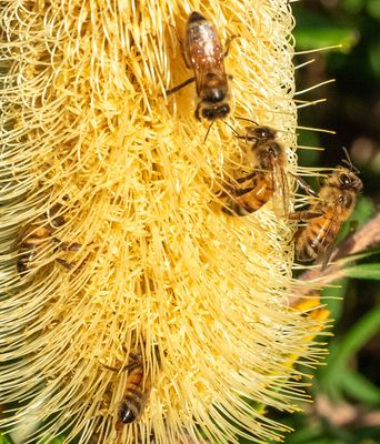 Bees Harvesting