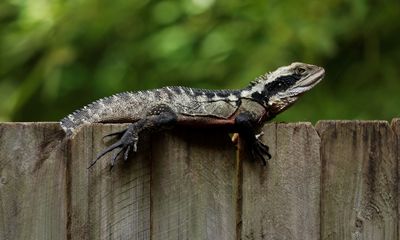 Sitting on the Fence*Credit*