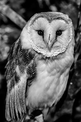 Beautiful Owl*Merit*
