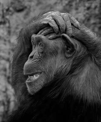 Head Scratch*Credit*