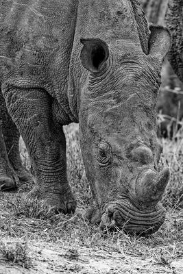 Juvenile Wide Mouth Rhino
