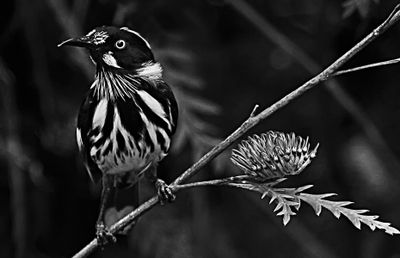 Newholland Honeyeater*Merit*