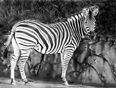 Stare & Stripes