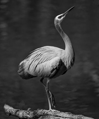 September 2024 'A' Grade Monochrome