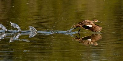 1-2-3-Fly -Almost- 4-5 -Cmon!