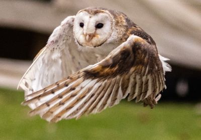 Barn Owl 