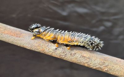 Bug on a Limb