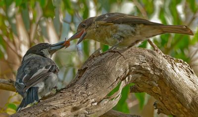 Butcher Bird Learning Moment*Credit*