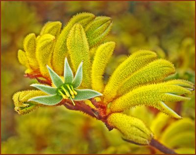 Close up Kangaroo Paw