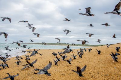 Cormorant Stampede
