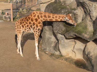 Giraffe (2) 