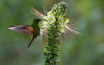 Graceful Nectar Seeker*Merit*