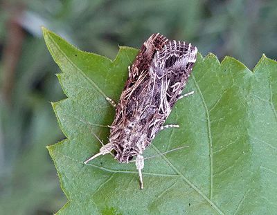 Moth Pattern