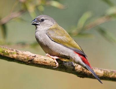 Redbrow Finch Feeding