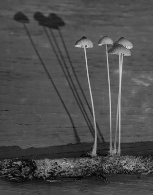 .Shadows in the Wood