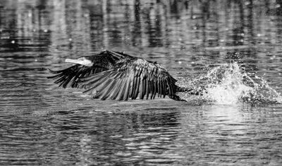 Commorant Take-Off*Credit*
