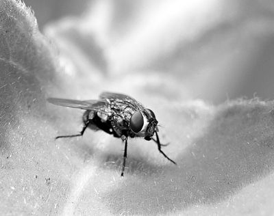 Fly 3