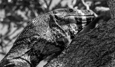Goanna