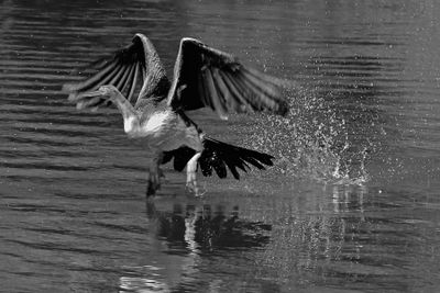 Great Take-Off*Merit*