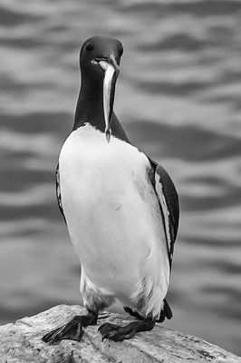 Guillemot Lunchtime*Credit*