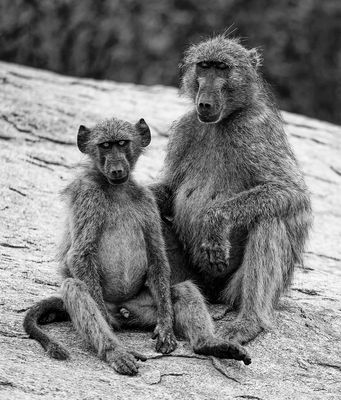 On Alert While Mum Rests Kruger*Credit*