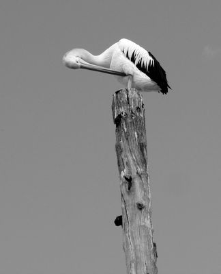 Percy Pelican