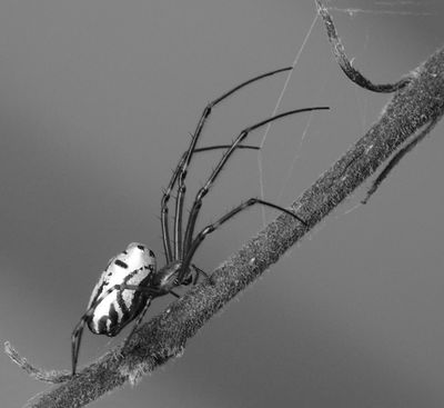 Silver Orb Weaving Spider*Merit*