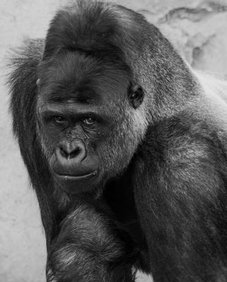 Silverback*Credit*