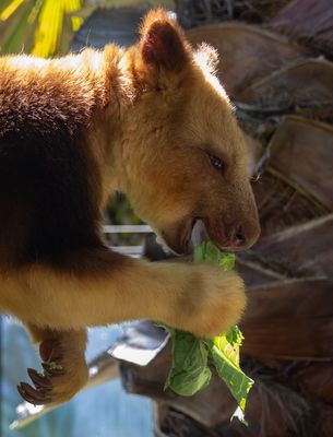 .Tree Kangaroo's Lunch 2