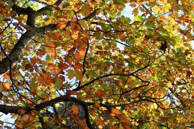 Autumn Leaves