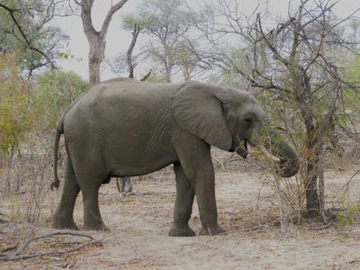 Hungry Elephant*Credit*
